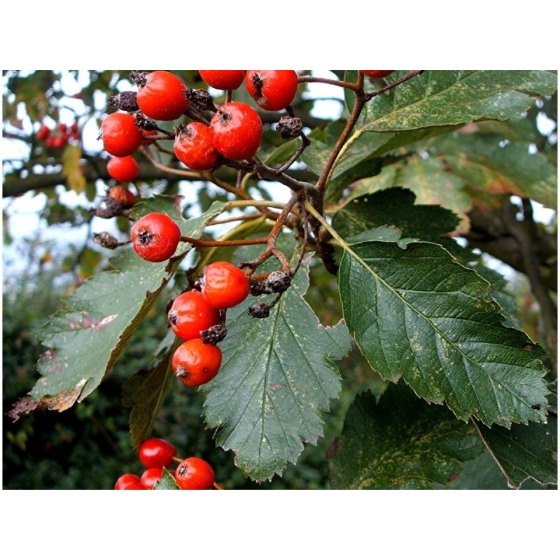 Price: €2.25 - Oxel frön (Sorbus intermedia) - 