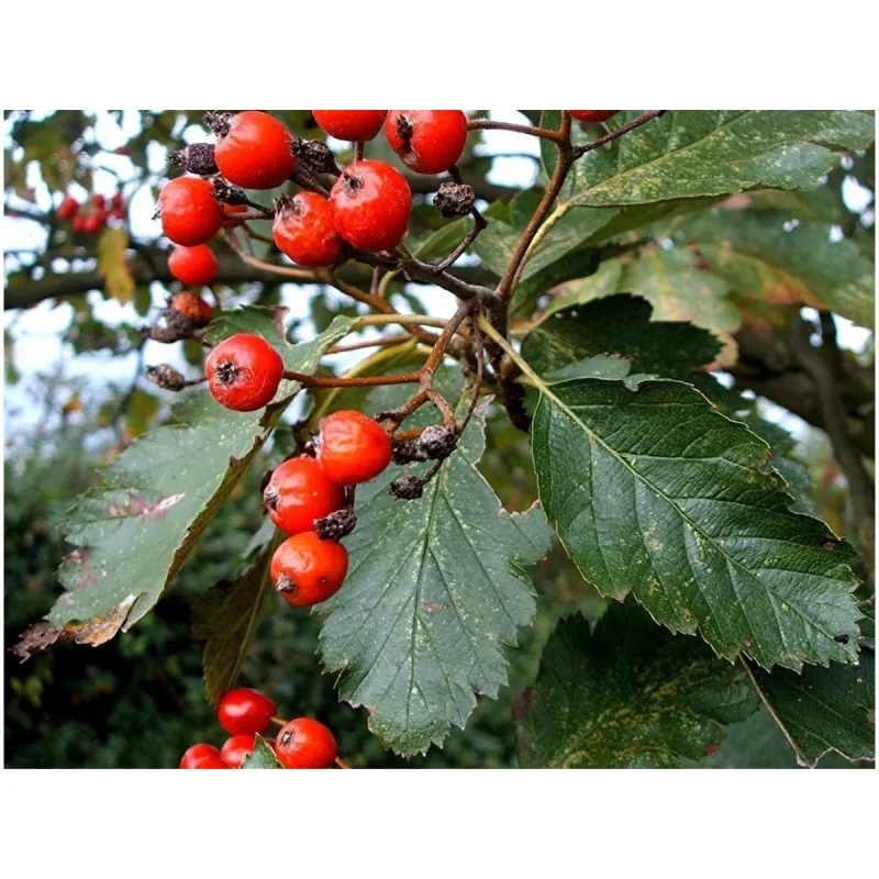 Swedish Whitebeam Seeds Bonsai (Sorbus intermedia)
