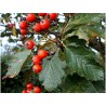 Price: €2.25 - Semillas Serbal de Suecia - Bonsai - 