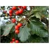 Swedish Whitebeam Seeds Bonsai (Sorbus intermedia)