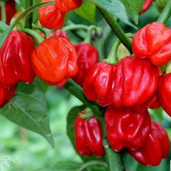 Gambia Habanero Hot Peppers Seeds 2 - 4