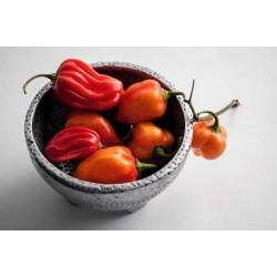 Gambia Habanero Rot Chili Samen Riesige Früchte 2 - 5