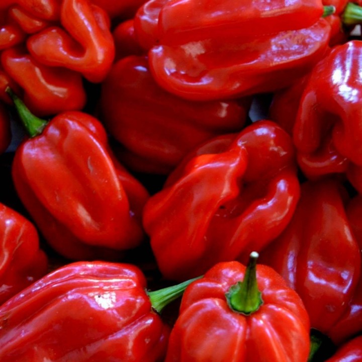 Gambia Habanero Hot Peppers Seeds - 234.57915