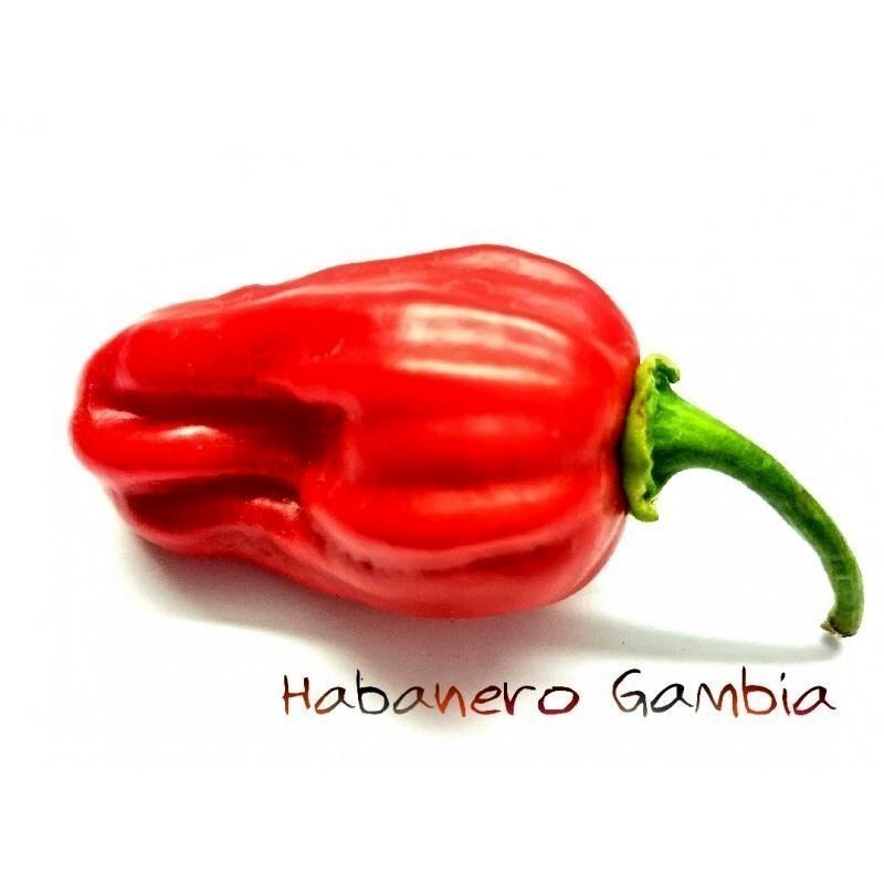 Semillas de Pimientos Habanero Gambia Red 2 - 7