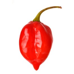 Σπόροι Habanero Savina Red Τσίλι - πιπέρι - 287.359459