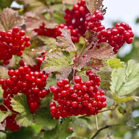 Semillas Arándano Norteamericano (Viburnum trilobum)