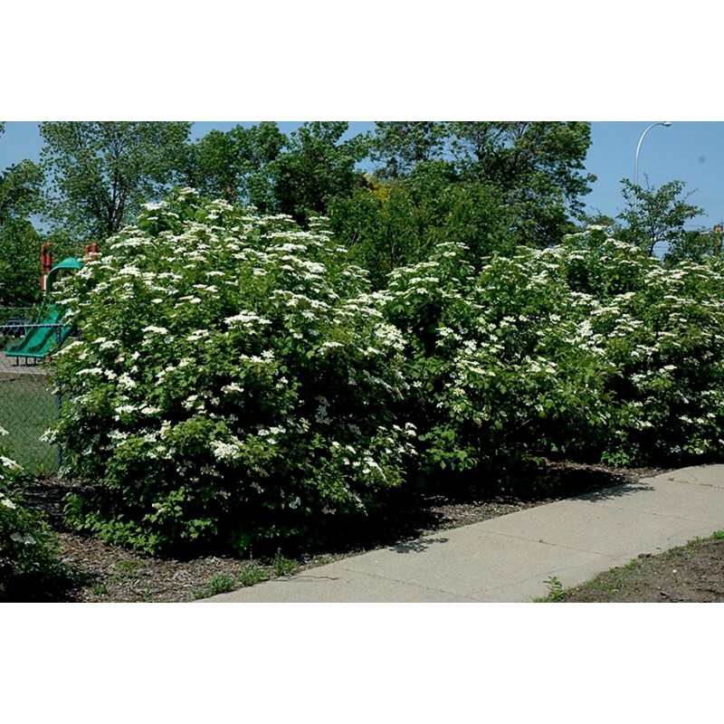 Price: €2.45 - Semințe de tufă de afine americane (Viburnum trilobum) - 