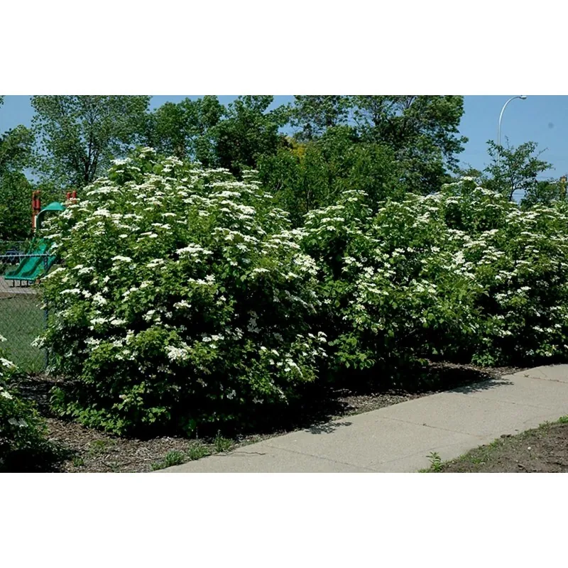 Semillas Arándano Norteamericano (Viburnum trilobum)