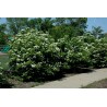Price: €2.45 - Semințe de tufă de afine americane (Viburnum trilobum) - 