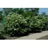 Semillas Arándano Norteamericano (Viburnum trilobum)