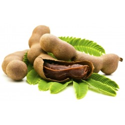 Price: €2.2 - Sementes de tamarindo Tamarindus indica Vivo Longo - 
