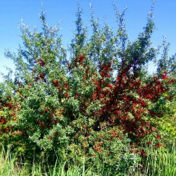 Graines Russet Buffaloberry (Shepherdia canadensis) Rusticité:-40°C 2.75 - 2