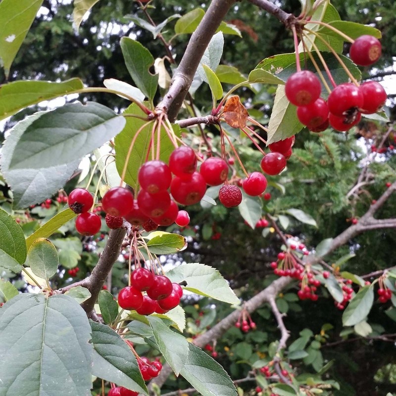 Price: €1.95 - Semillas de Manzana Sargento (Malus sargentii) - 