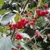 Semillas de Manzana Sargento (Malus sargentii)