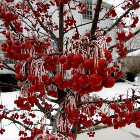 Sementes Maçã Sargent Caranguejo (Malus Sargentii)