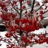Price: €1.95 - Sargent's Crab apple Seeds (Malus sargentii) - 