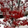 Sargent's Crab apple Seeds (Malus sargentii)