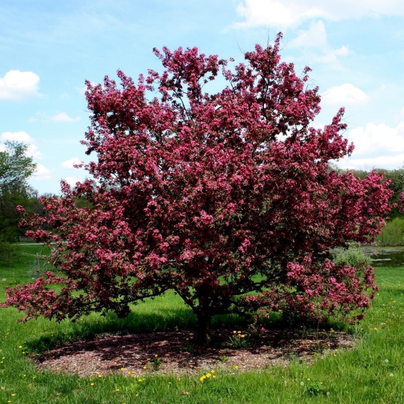 Price: €1.95 - Sargent's Crab apple Seeds (Malus sargentii) - 