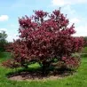 Sementes Maçã Sargent Caranguejo (Malus Sargentii)
