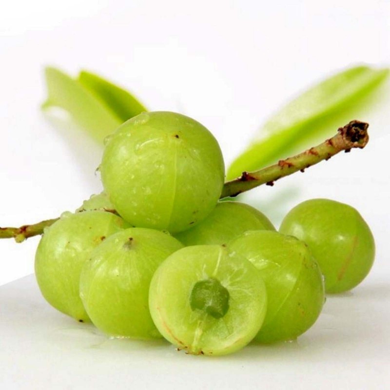 Price: €1.95 - Frön Phyllanthus Emblica indiska Krusbär Amla - 
