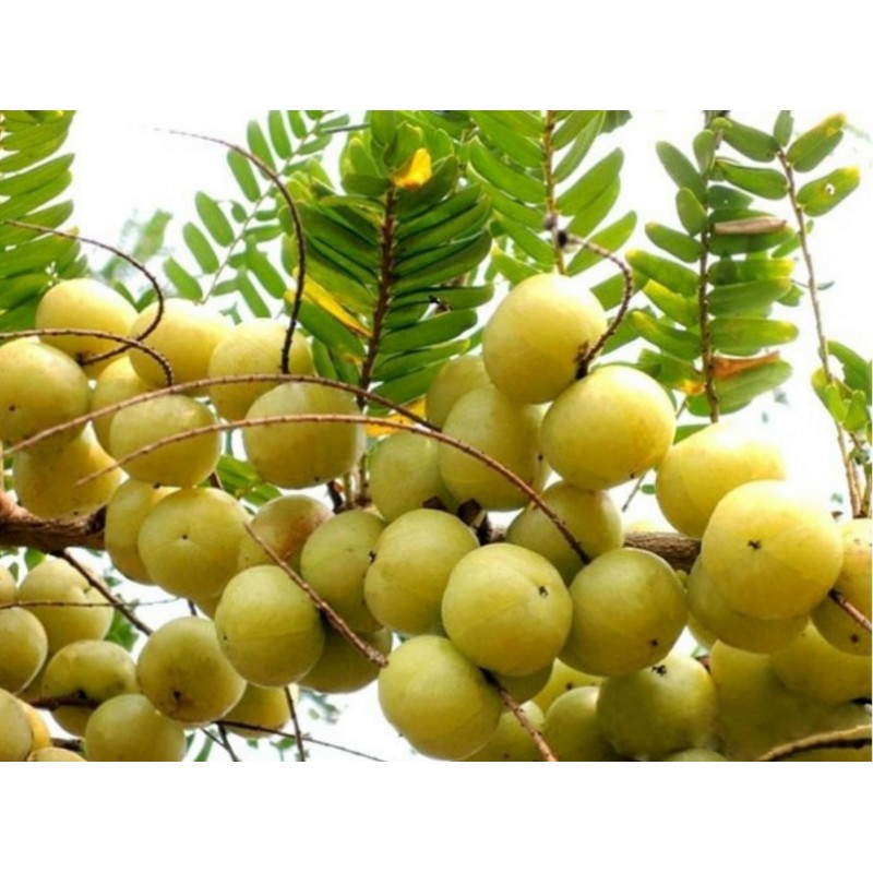 Price: €1.95 - Frön Phyllanthus Emblica indiska Krusbär Amla - 