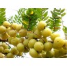 Price: €1.95 - Frön Phyllanthus Emblica indiska Krusbär Amla - 