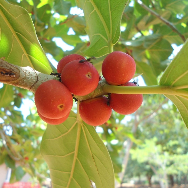 Banyan Tree Seeds - 175.934363