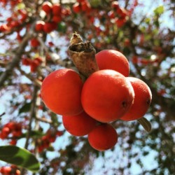 Price: €1.5 - Sementes De Figueira-de-bengala - 