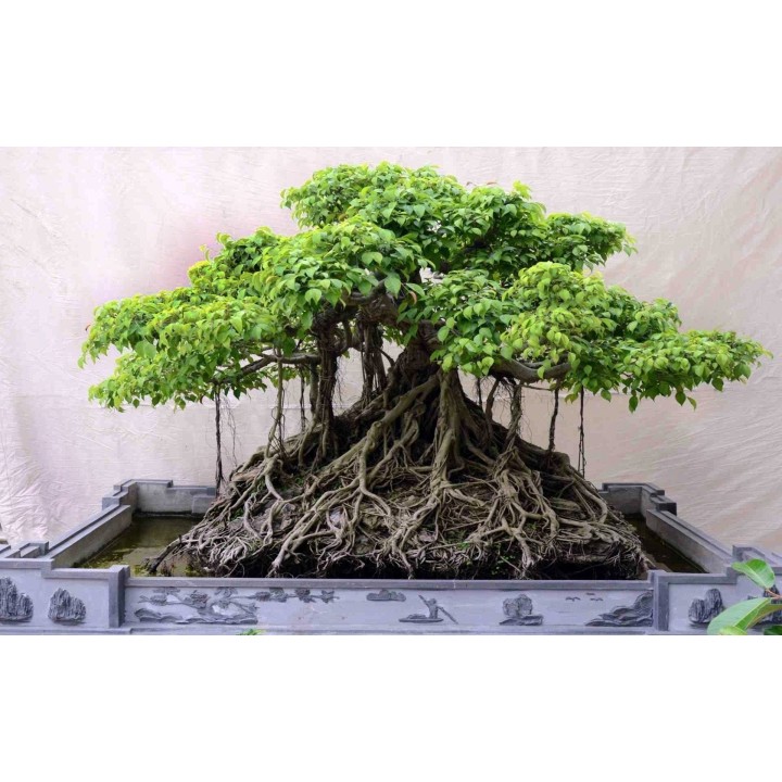 Banyan Tree Seeds - 175.934363