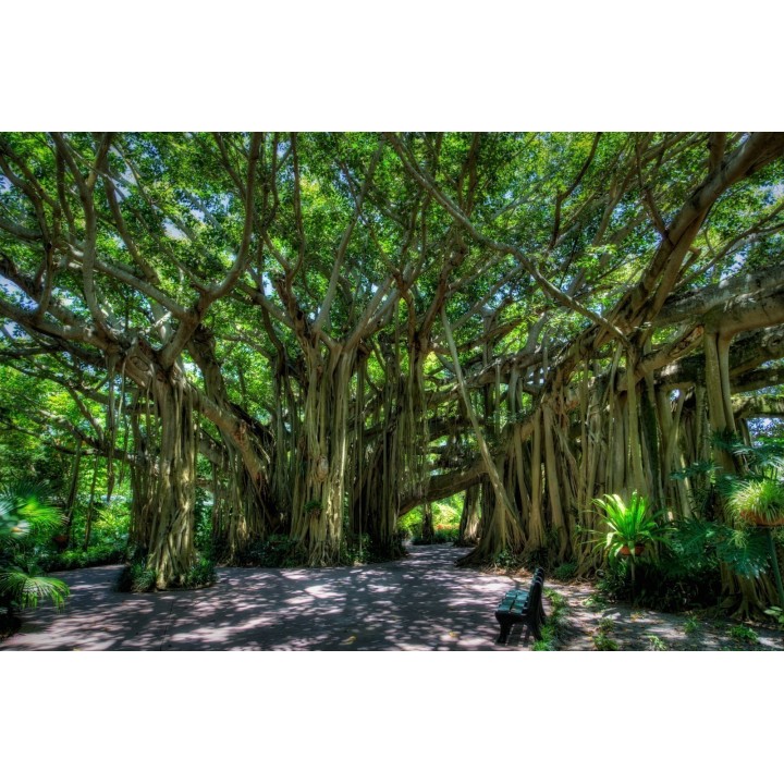 Banyan Tree Seeds - 175.934363
