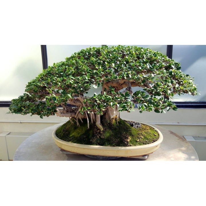 Banyan Tree Seeds - 175.934363