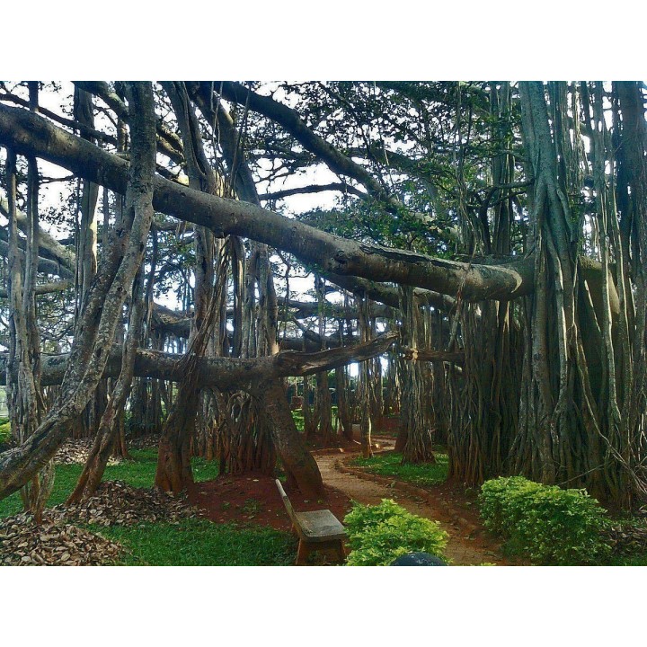 Banyan Tree Seeds - 175.934363