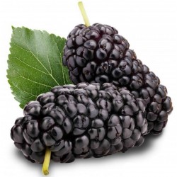 Price: €2.95 - Svart Mullbär Frön (Morus nigra) - Seeds Gallery