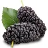 Crni Dud Seme (Morus nigra)