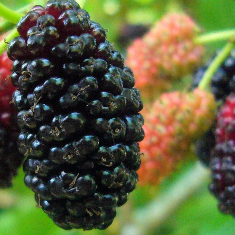 Black Mulberry Seeds (Morus nigra)
