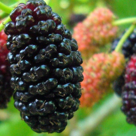 Black Mulberry Seeds (Morus nigra)