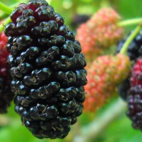 Schwarze Maulbeere Samen Saatgut (Morus nigra)