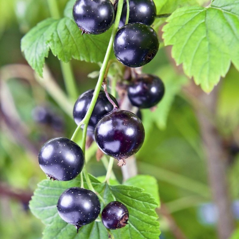 Price: €1.95 - Schwarze Johannisbeere Samen (Ribes nigrum) - 