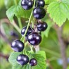 Price: €1.95 - Schwarze Johannisbeere Samen (Ribes nigrum) - 