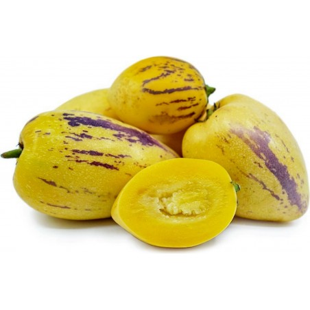 Price: €2.95 - Birnenmelone Pepino Samen (Solanum muricatum) - Seeds Gallery