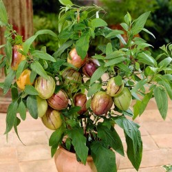 Graines Poire-melon / Pepino (Solanum muricatum) 2.55 - 2