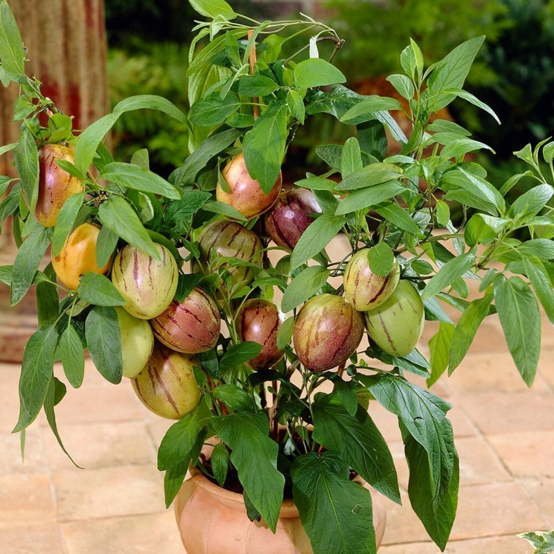 Price: €2.95 - Birnenmelone Pepino Samen (Solanum muricatum) - Seeds Gallery
