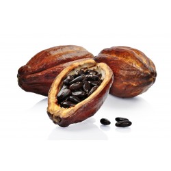 Semillas El árbol de cacao (Theobroma cacao) 4 - 8