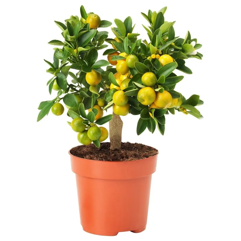 Graines de Calamondin (Citrofortunella microcarpa)