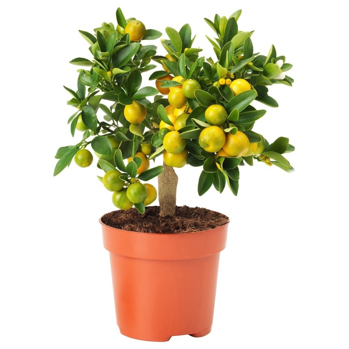 Calamansi, Calamondin, Philippine lime Seeds - 580.583396