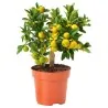Calamansi, Calamondin, Philippine lime Seeds