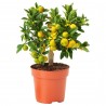 Semi di Calamondino(Citrofortunella microcarpa) 2.65 - 5