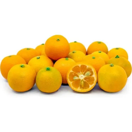 Graines de Calamondin (Citrofortunella microcarpa)