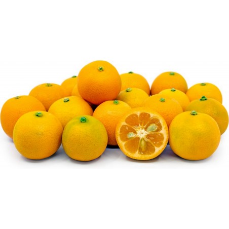 Σπόροι Calamansi - Καλαμοντίν (Citrofortunella μικροκαρπα) 2.65 - 7