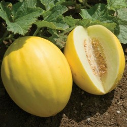 Price: €1.95 - Graines de Melon Galia - Jaune - Janari - Seeds Gallery